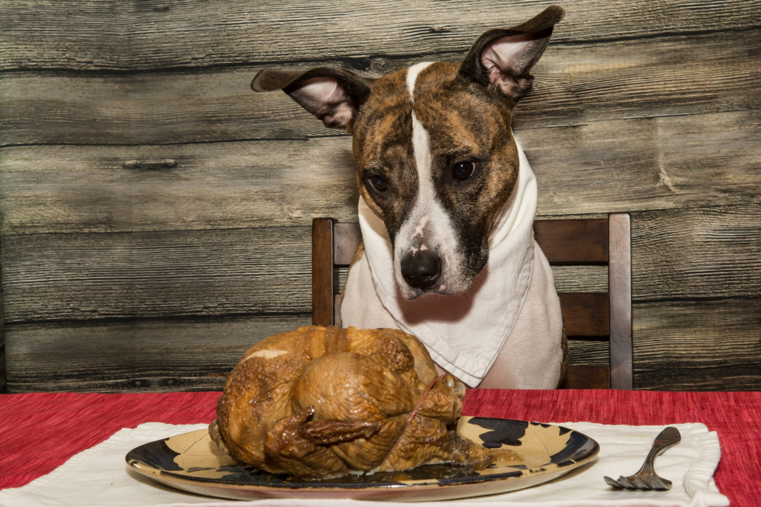 Thanksgiving Scraps You Should & Should NOT Feed Your Pets