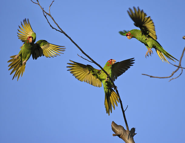 The Long Beach Parrots