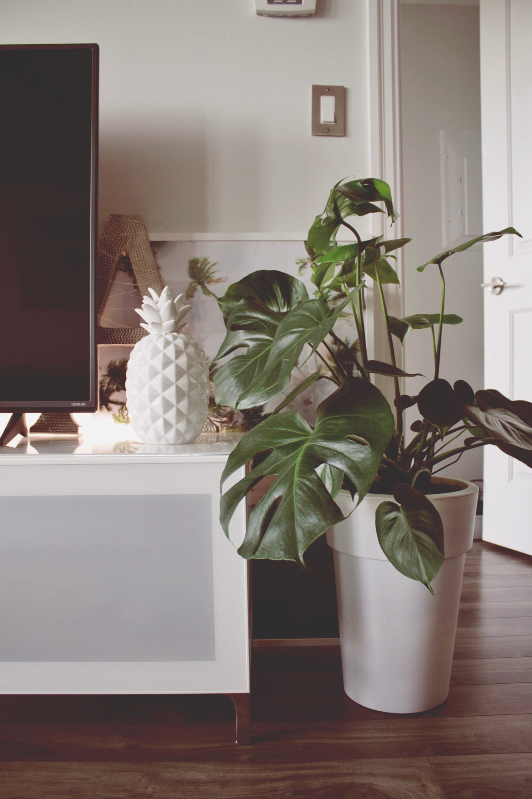 A Living Home; The Best Indoor Plants for Each Room
