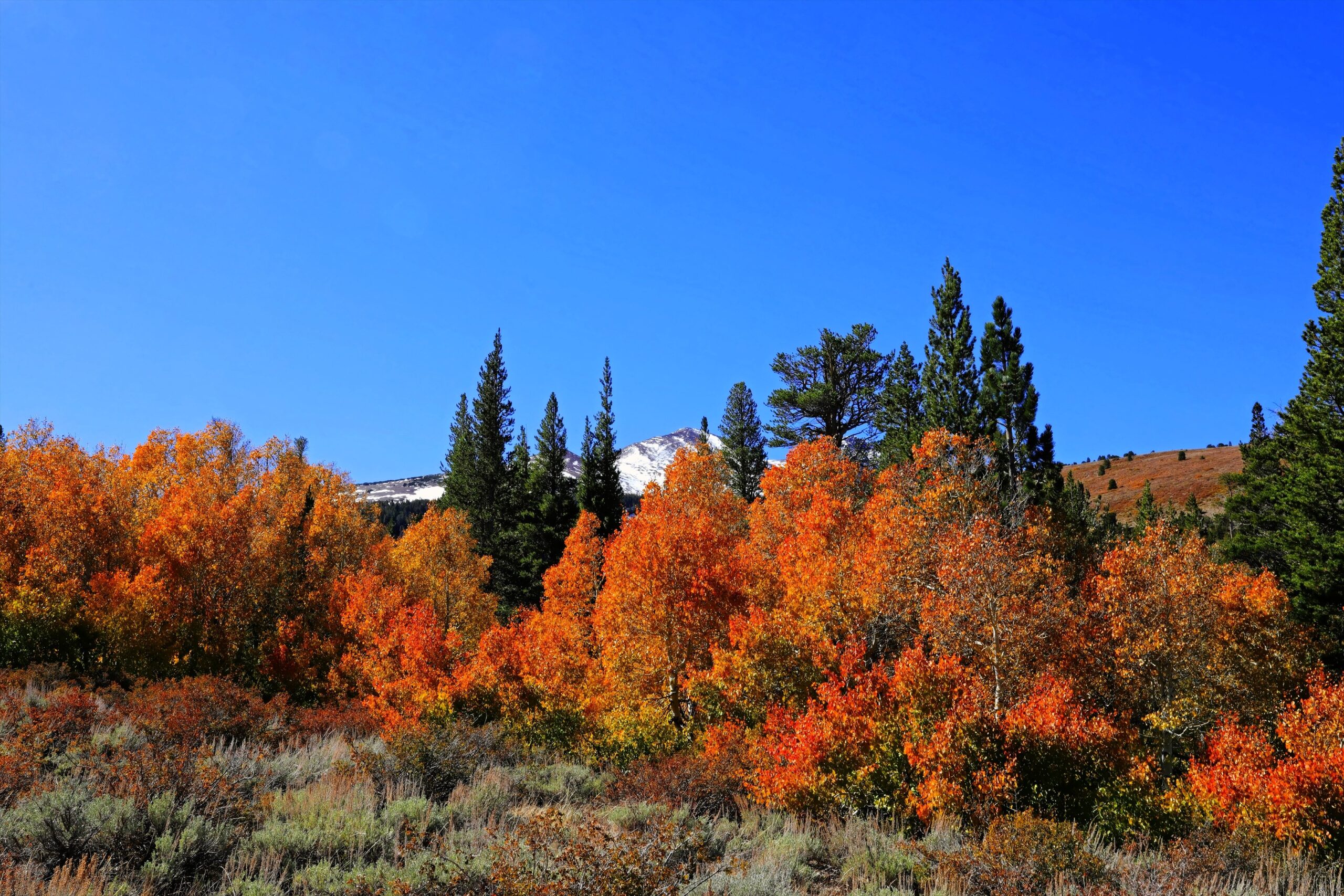 The Best Southern California Walks and Hikes for Fall Foliage